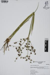 Juncus microcephalus image